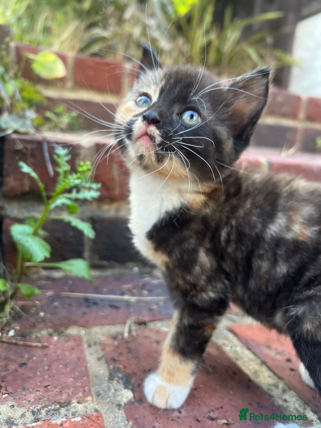 Mixed Breed cats for sale: Four beautiful kittens  - Image 1