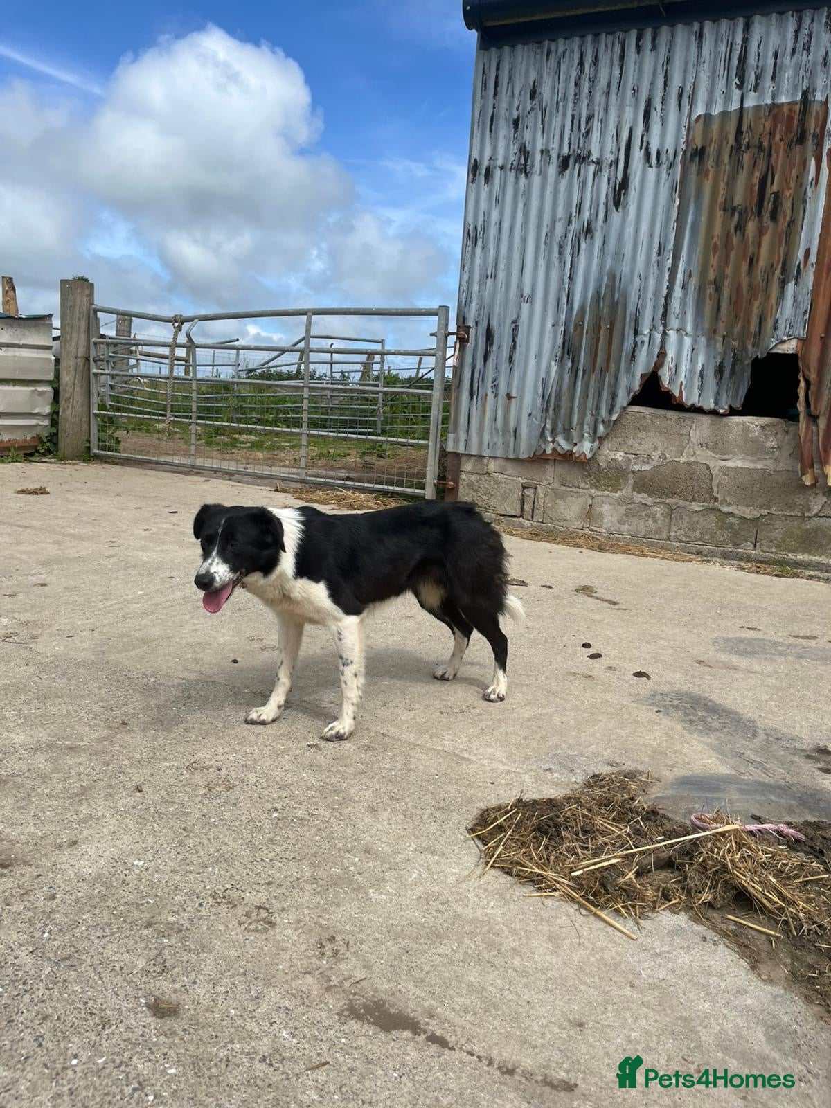 Border Collie dogs for sale: Border collie  - Advert 3