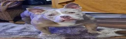 American Bully dogs for sale: American pocket bullyz  - Advert 4