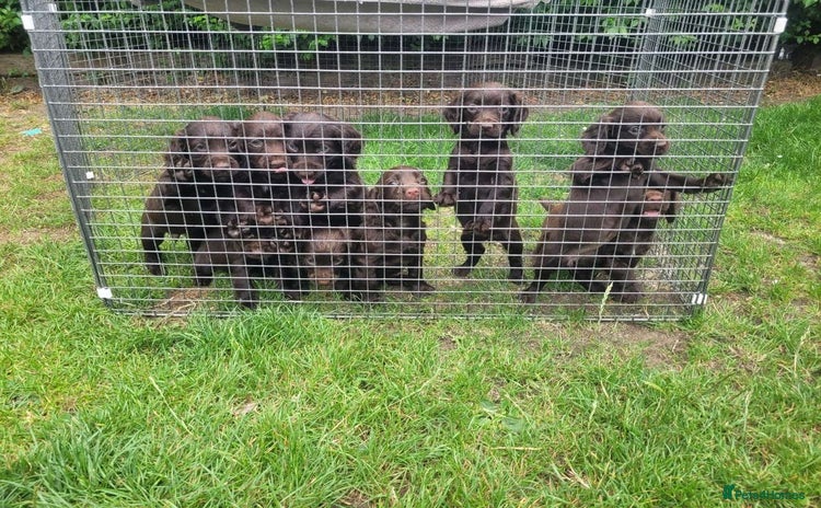 Cocker Spaniel dogs - Advert 2