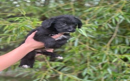 Bordoodle dogs for sale: Collie poodle ready now  - Image 11
