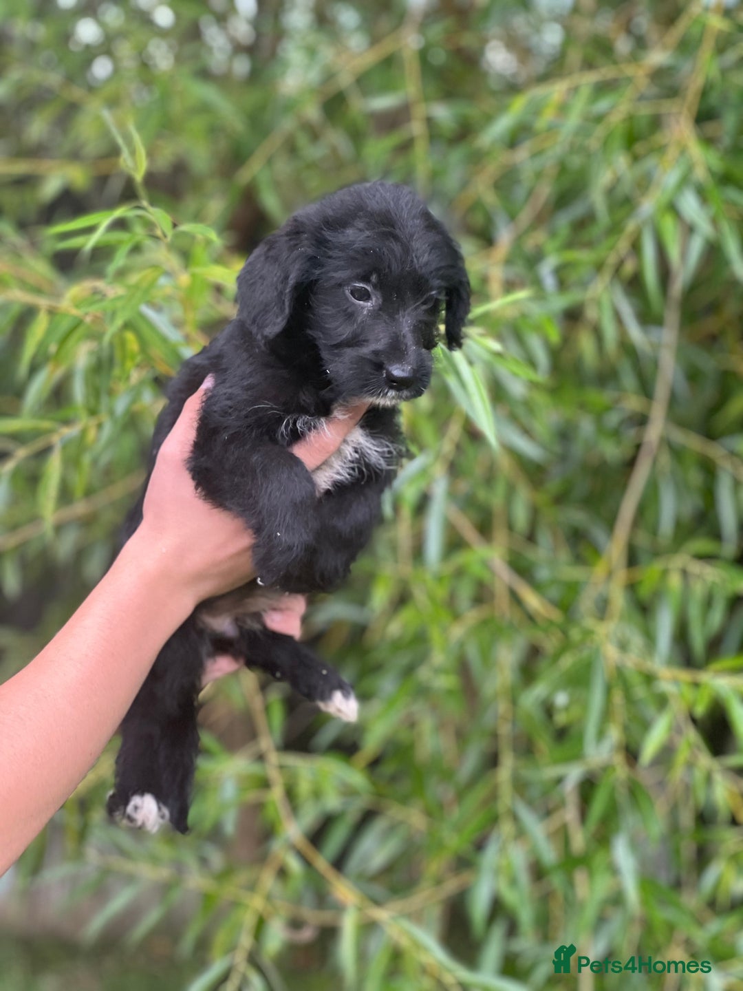 Bordoodle dogs for sale: Collie poodle ready now  - Image 11