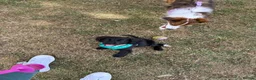 Cocker Spaniel dogs for sale: Beautiful Nala - Advert 3