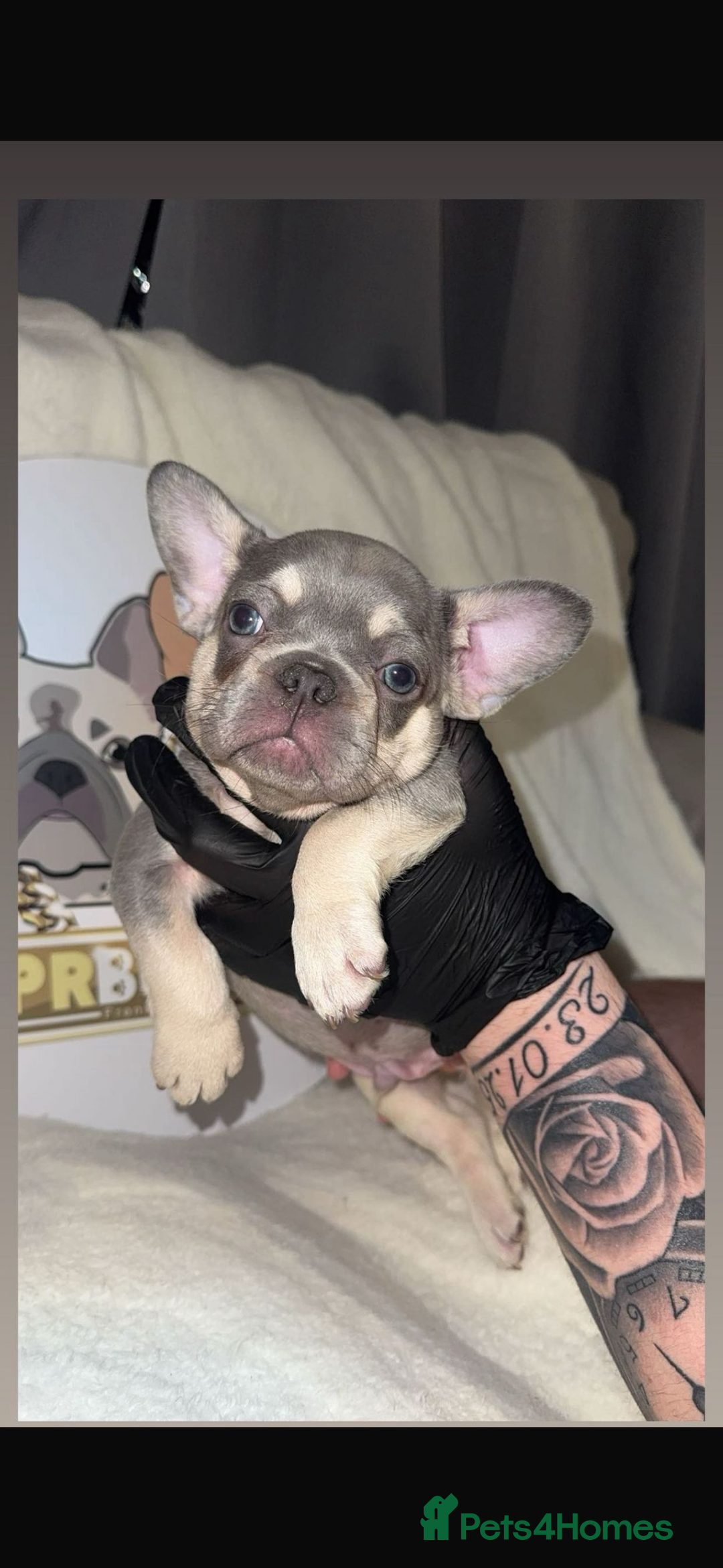 French Bulldog dogs for sale: French Bulldog puppies for sale - Image 1