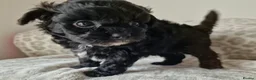 Mixed Breed dogs for sale: Doll faced Mikipoo - Advert 6
