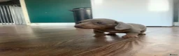 Miniature Dachshund dogs for sale: 🌟 2 Beautiful kc Miniature Dachshund Puppies 🌟 - Advert 15