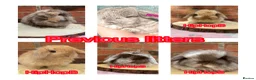 Mini Lop rabbits for sale: Pure bred pedigreed Mini lops  - Advert 3