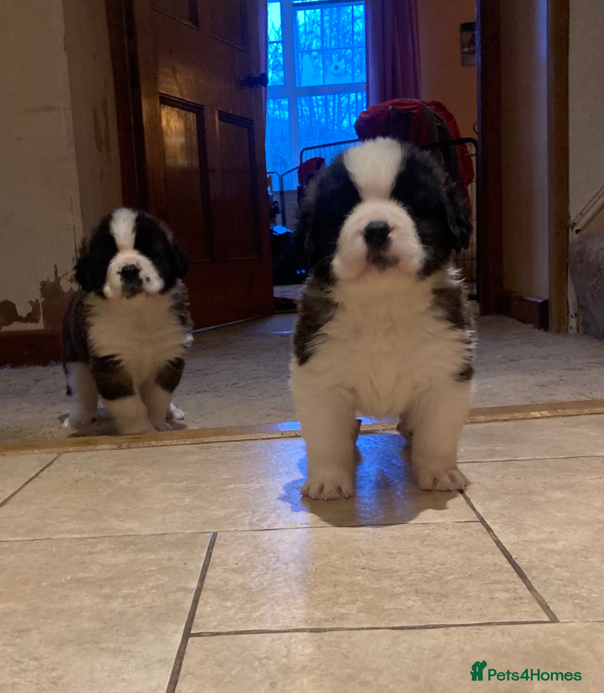 Saint Bernard dogs Saint pups from HIP & ELBOW tested parents  - Advert 7