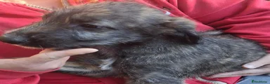 Lurcher 1