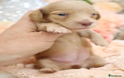 Miniature Dachshund dogs for sale: KC Longhair Miniature Dachshund Puppies - Image 12