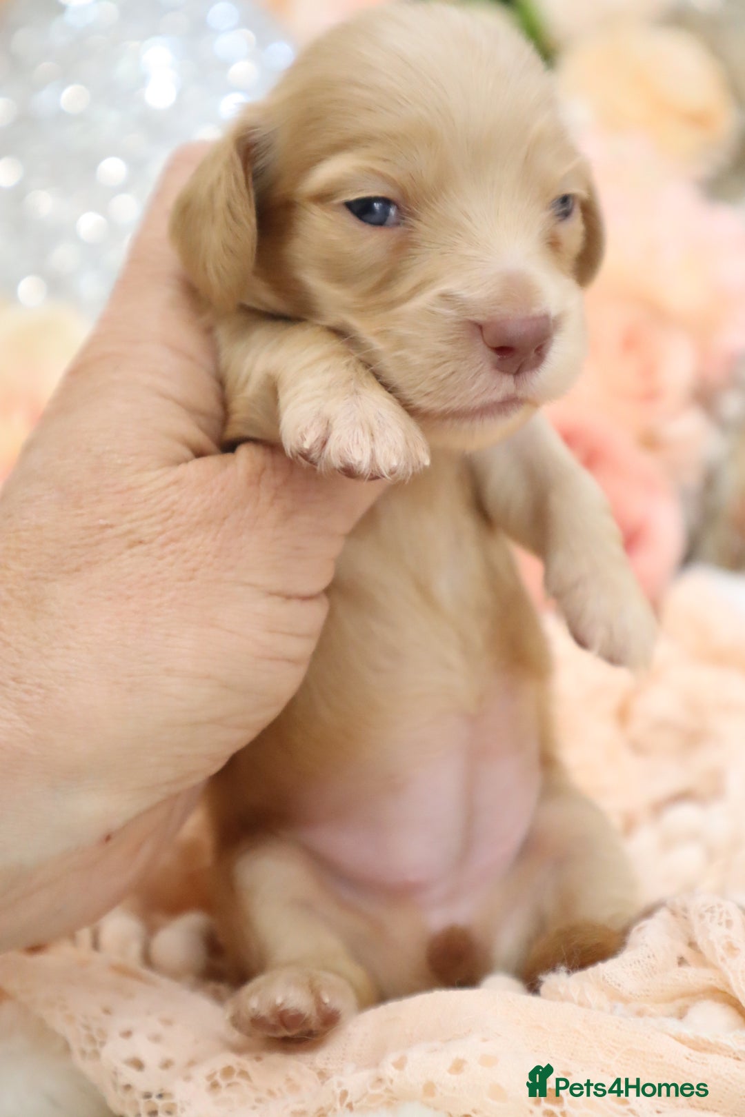 Miniature Dachshund dogs for sale: KC Longhair Miniature Dachshund Puppies - Image 12