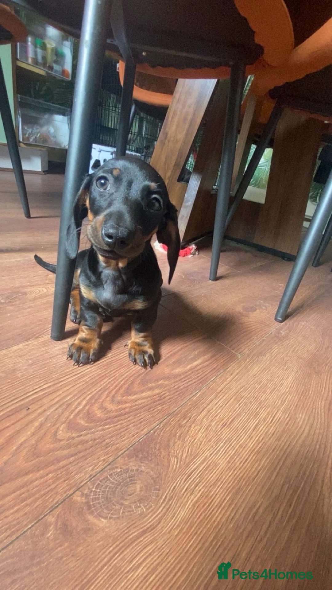 Dachshund dogs for sale: Dachshund/puppy  in Birkenhead - Advert 2