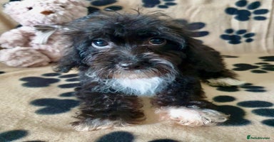 Maltipoo dogs - Advert 2
