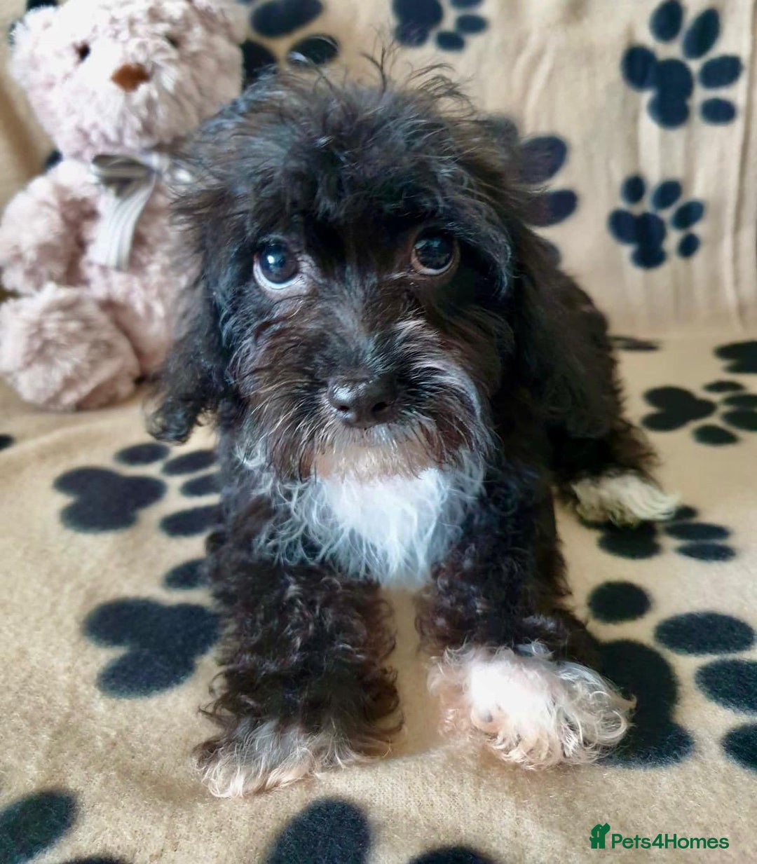 Miniature Schnauzer Poodle Mix Maltipoo And Schnauzer Mix 3+ - Main Image