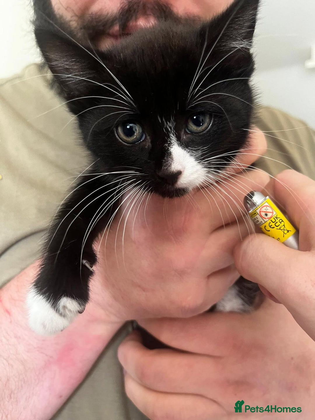 Domestic Shorthair cats for sale: Beautiful kittens  - Image 3