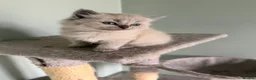 Ragdoll cats for sale: Beautiful Blue-Eyed Ragdoll Kittens - Advert 12