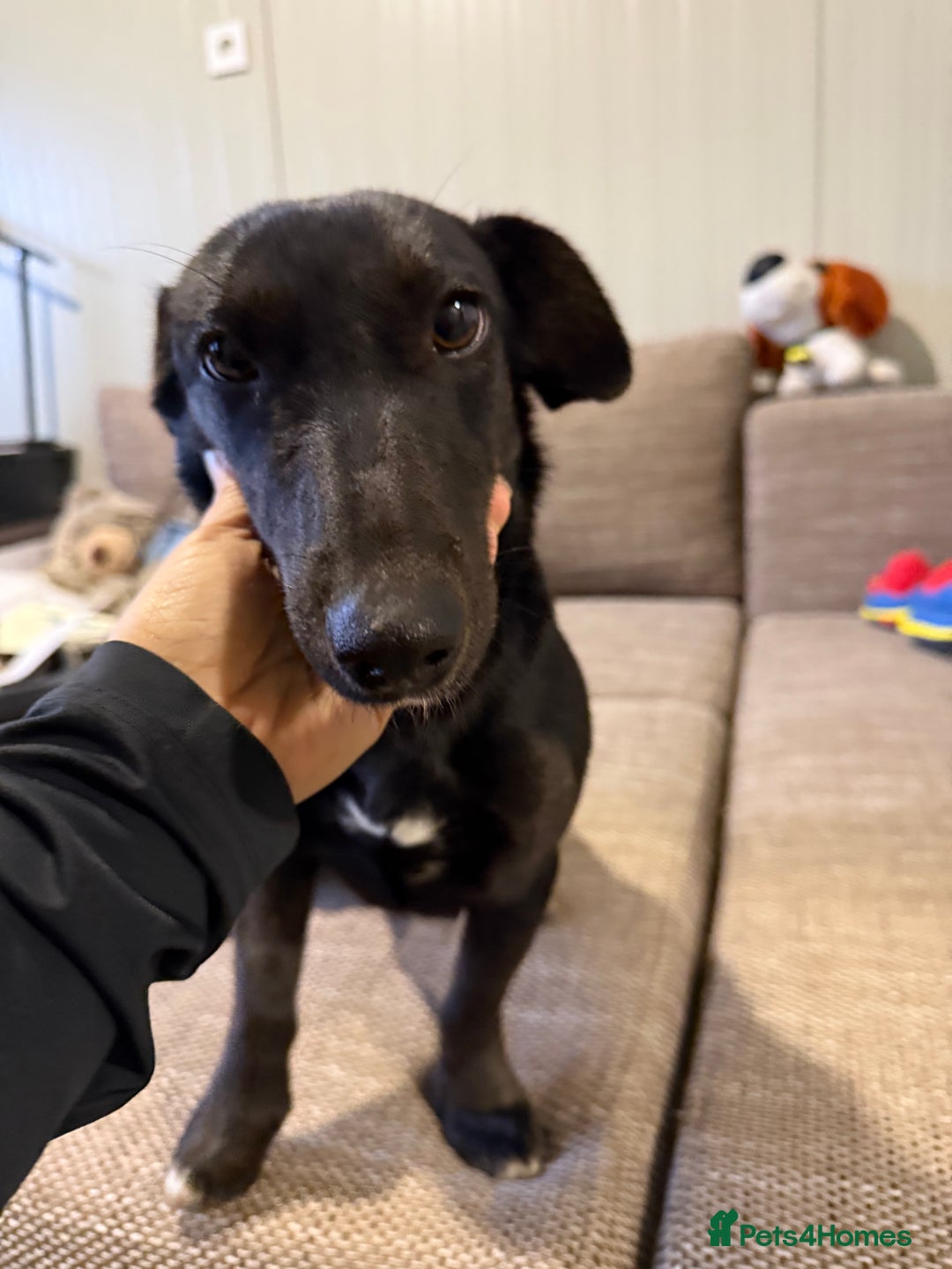 Dachshund dogs for adoption: Cute Lolita looking for LOVE  - Advert 27