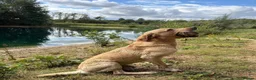 Labrador Retriever dogs for sale: SHAEDS OF YELLOW TO FOXRED - Advert 18