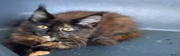 Maine Coon cats for sale: Beautiful TICA Reg kittens - Advert 5