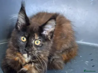 Maine Coon cats TICA Reg Maine Coons - Advert 2