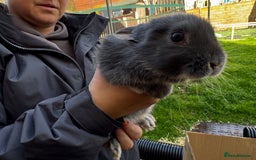 Mini Lop rabbits for sale: Mini lop baby rabbits for sale - Image 20