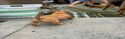 Patterjack dogs for sale: One bast patterjack boy looking for loving home  - Advert 6