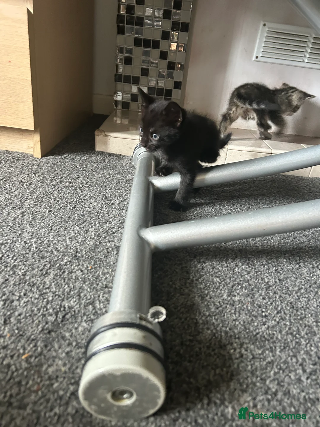 British Shorthair cats for sale: Tabby kittens  in Whitstable - Advert 2