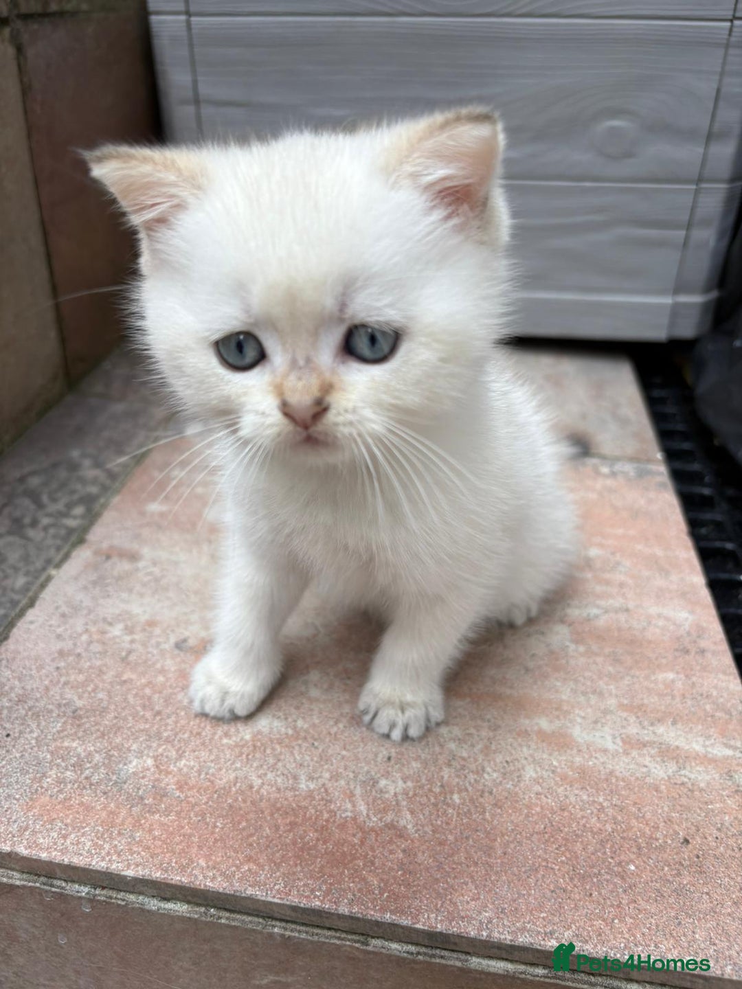 British Shorthair cats for sale: British Shorthair golden and silver - Image 23