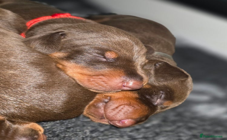 Dobermann dogs - Advert 1