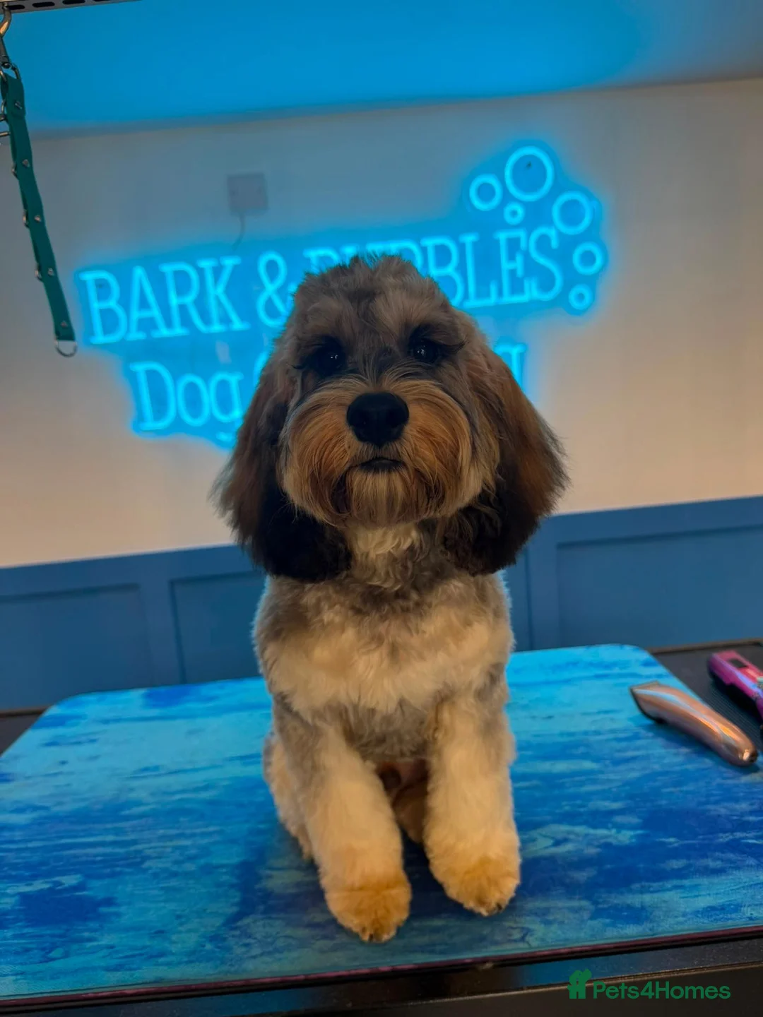 Cockapoo dogs for sale: Cockerpoo looking for loveable home - Advert 1