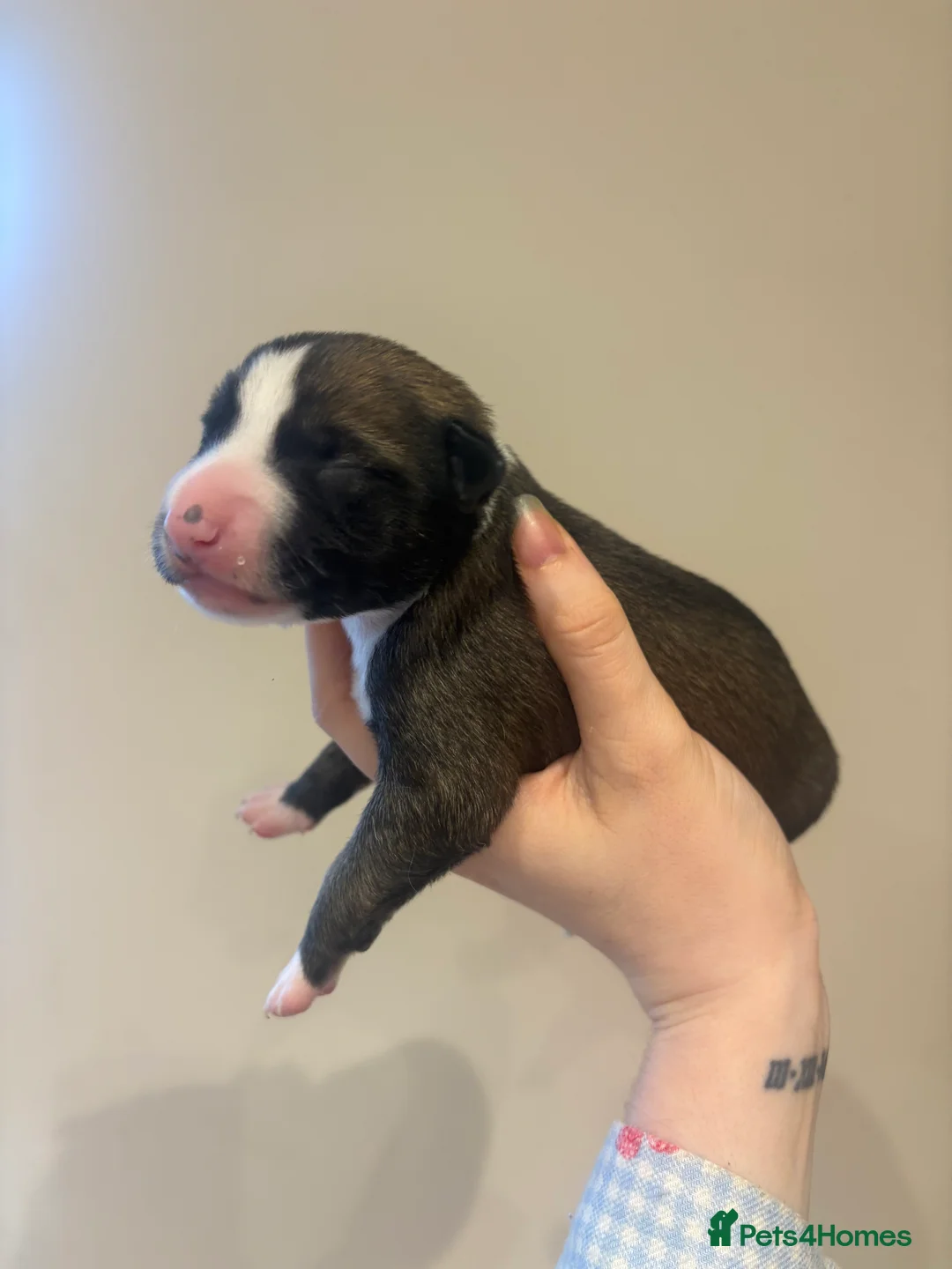 Mixed Breed dogs for sale: Whippet x lurcher pups in Stanley - Advert 2
