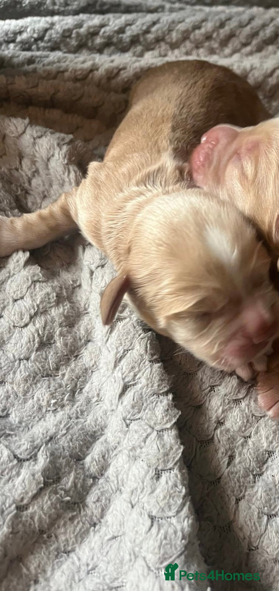 Cocker Spaniel dogs for sale: KC FTCH working cocker spaniel puppy’s  - Image 23