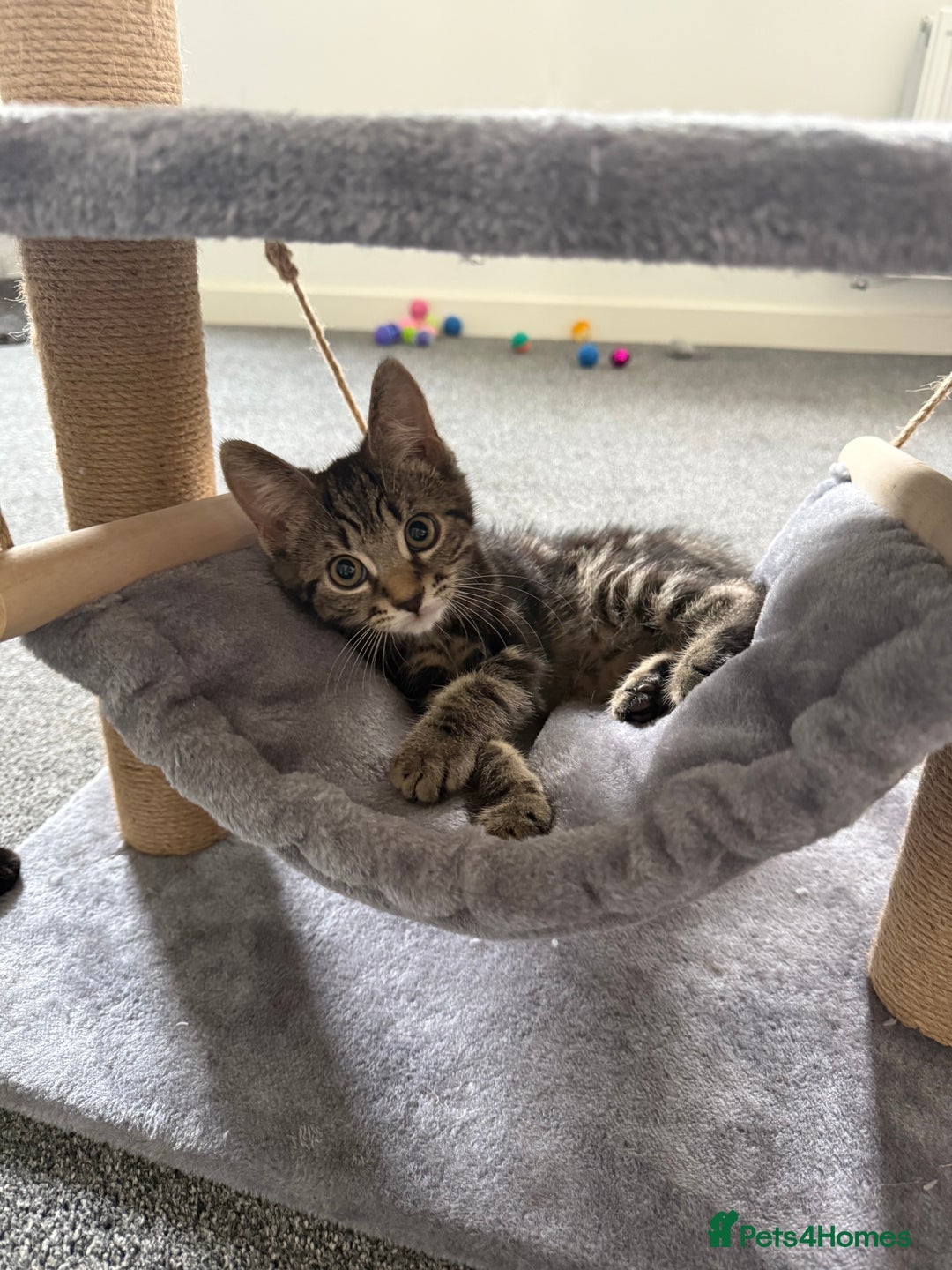 British Longhair cats for sale: Kitten  - Image 2