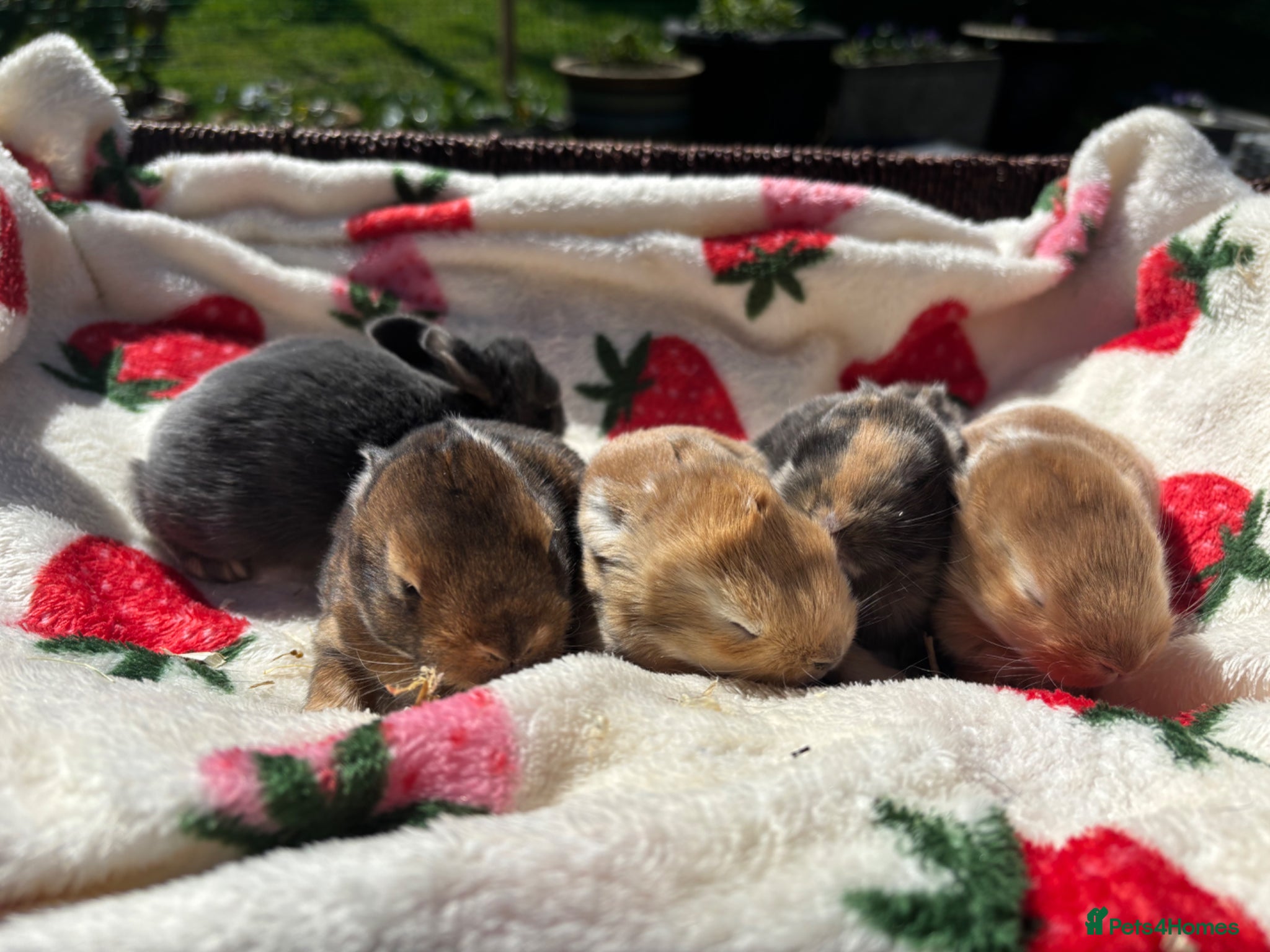 Mixed Breed rabbits 5 beautiful Rex x mini lops  - Advert 3