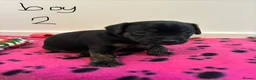 Mixed Breed dogs for sale: Jack Russell Cross Puppies  - Advert 19
