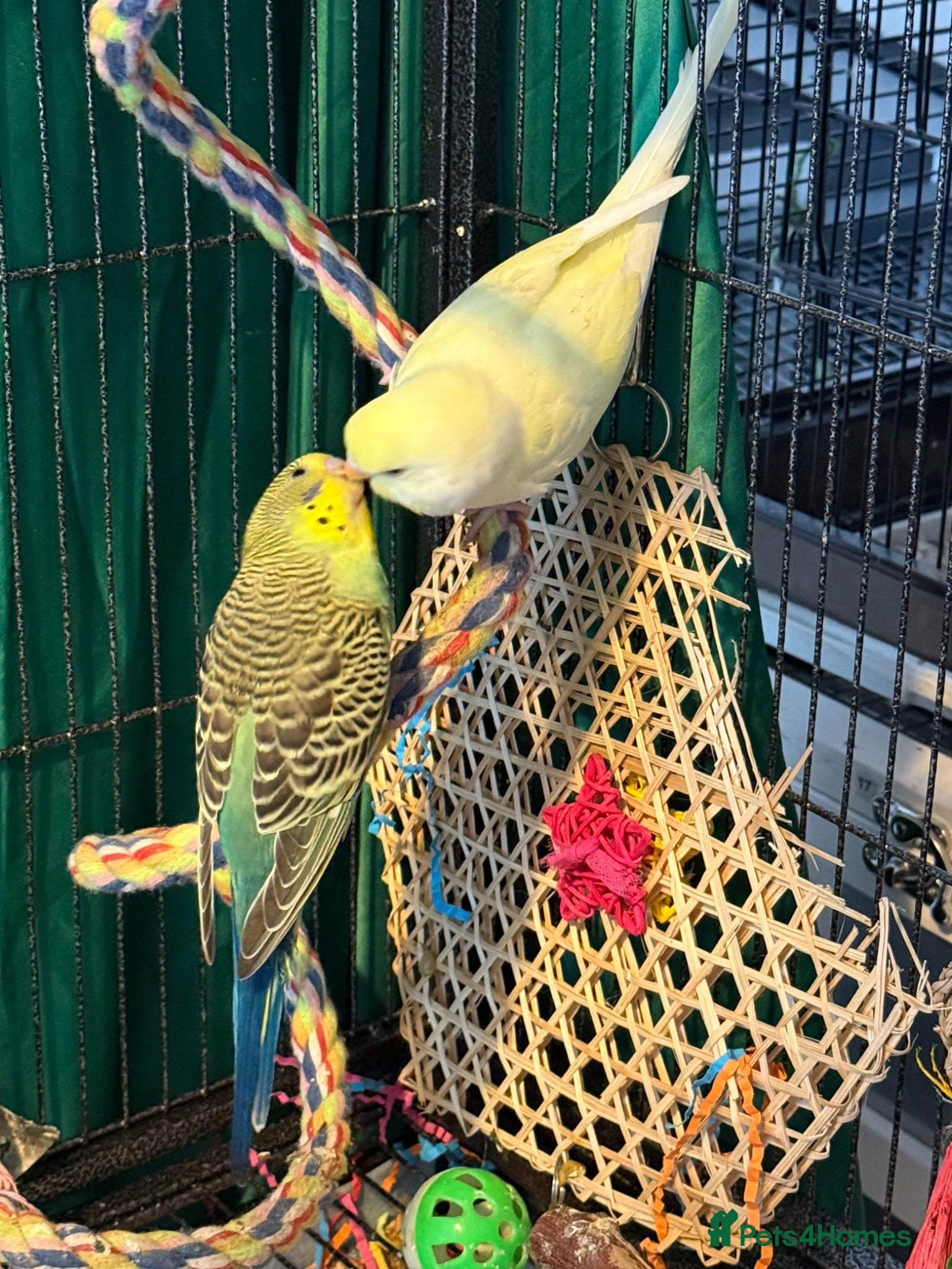 Budgerigars birds 9 week old baby budgies available in Runcorn - Advert 1