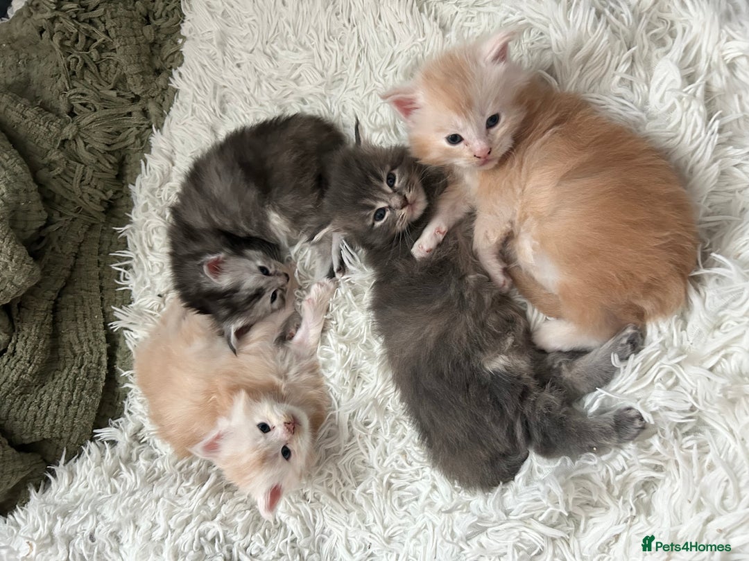 Maine Coon cats for sale: TICA PEDIGREE Maine Coon Babies  - Advert 4