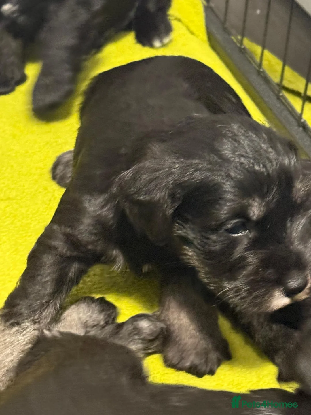 Miniature Schnauzer dogs for sale: 8 adorable miniature schnauzer puppies  - Advert 15