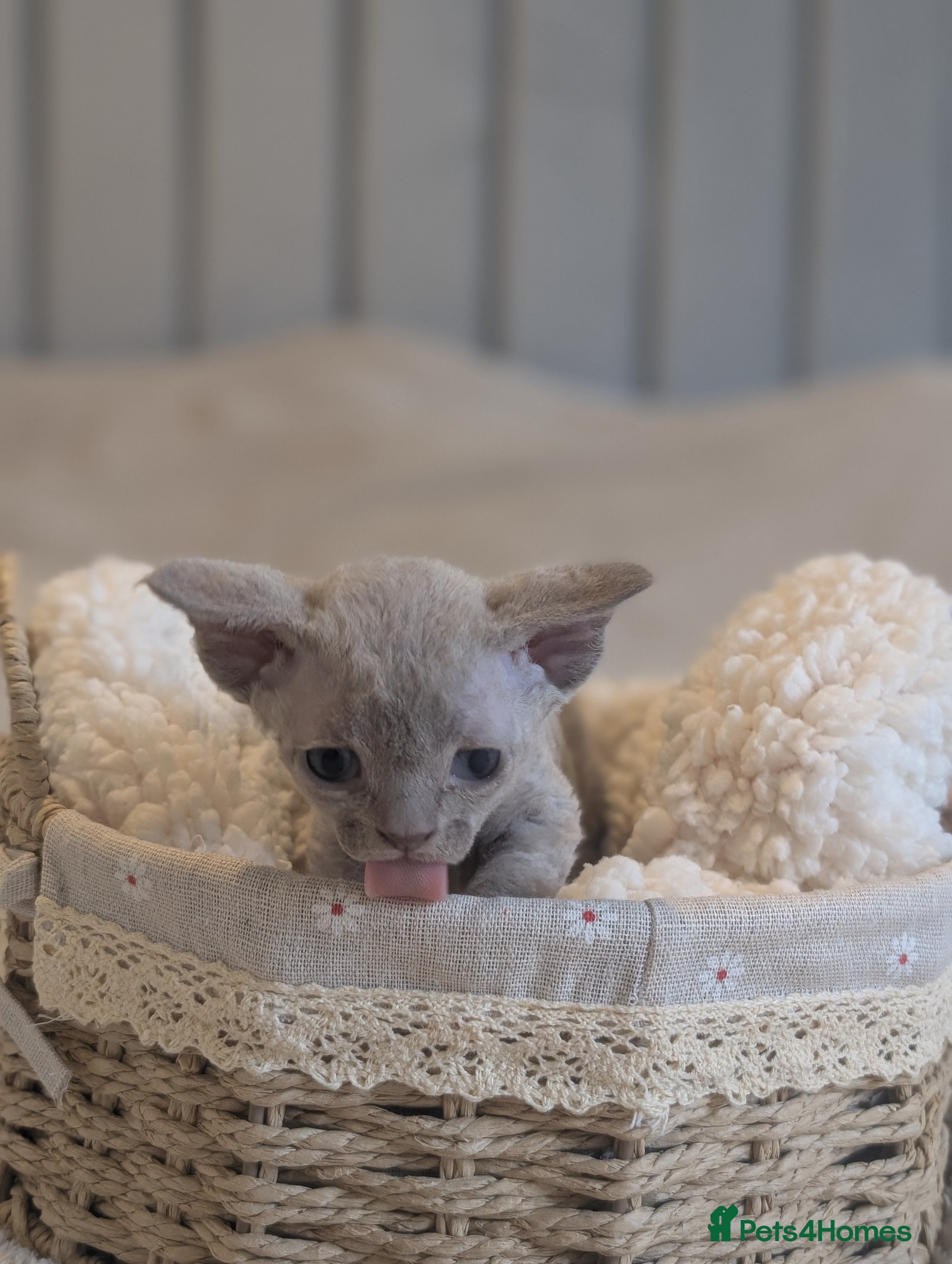 Devon Rex cats Beautiful Lilac boy available ♥️ - Advert 1