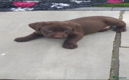 Labrador Retriever dogs for sale: KC Chocolate labrador (Ready To Go Now)🦮 - Image 17