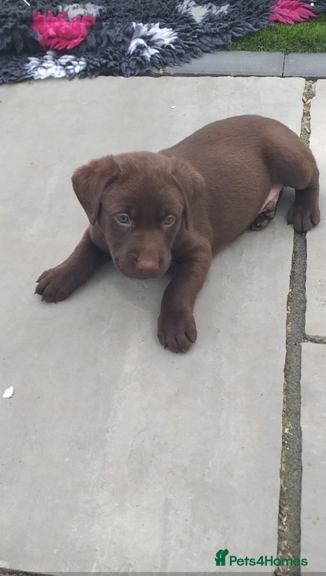 Labrador Retriever dogs for sale: KC Chocolate labrador (Ready To Go Now)🦮 - Image 17