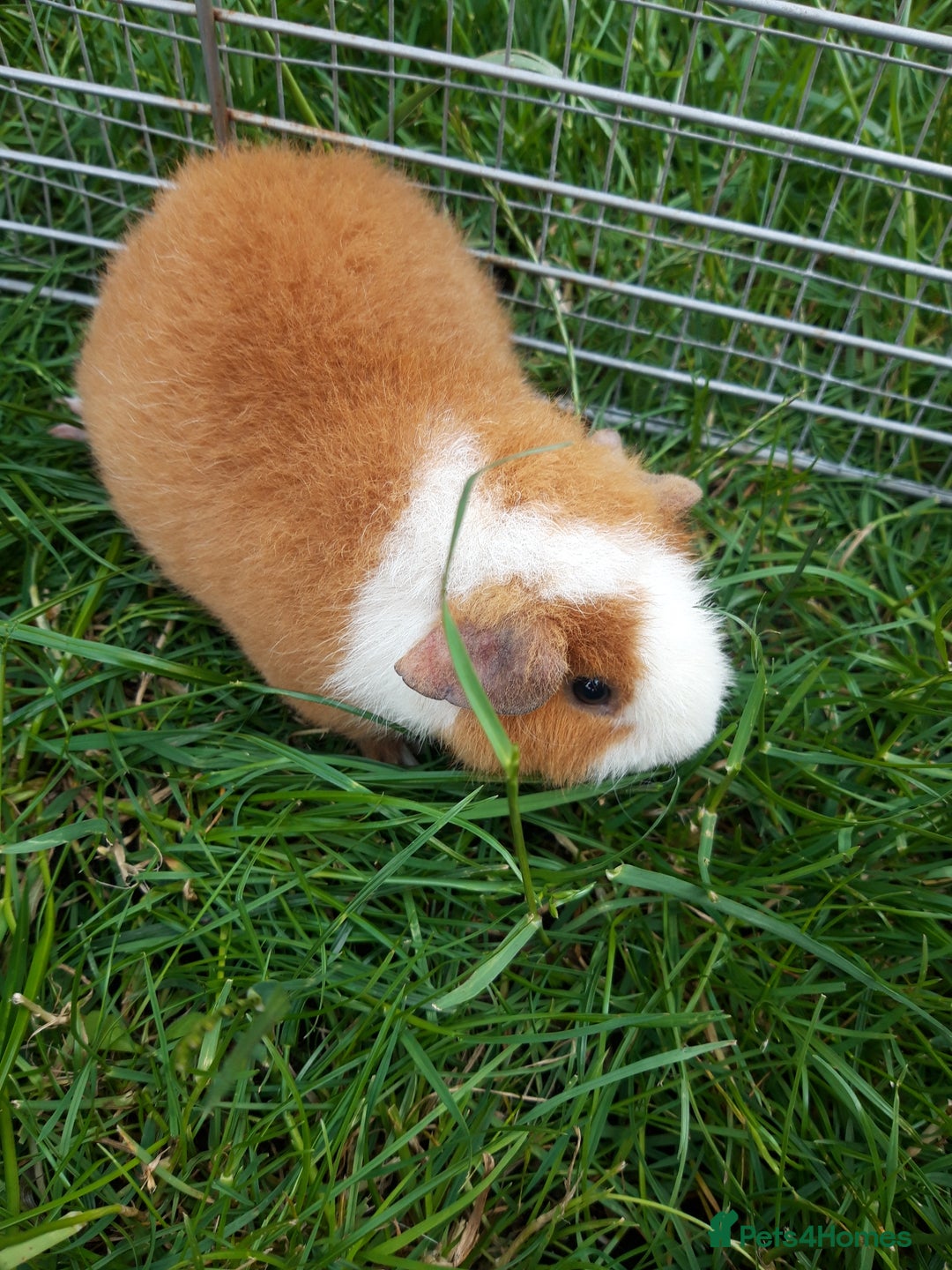 Guinea Pig rodents for sale: Baby Teddy Guinea pig - Available Now  - Image 1