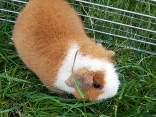 Guinea Pig rodents - Advert 22