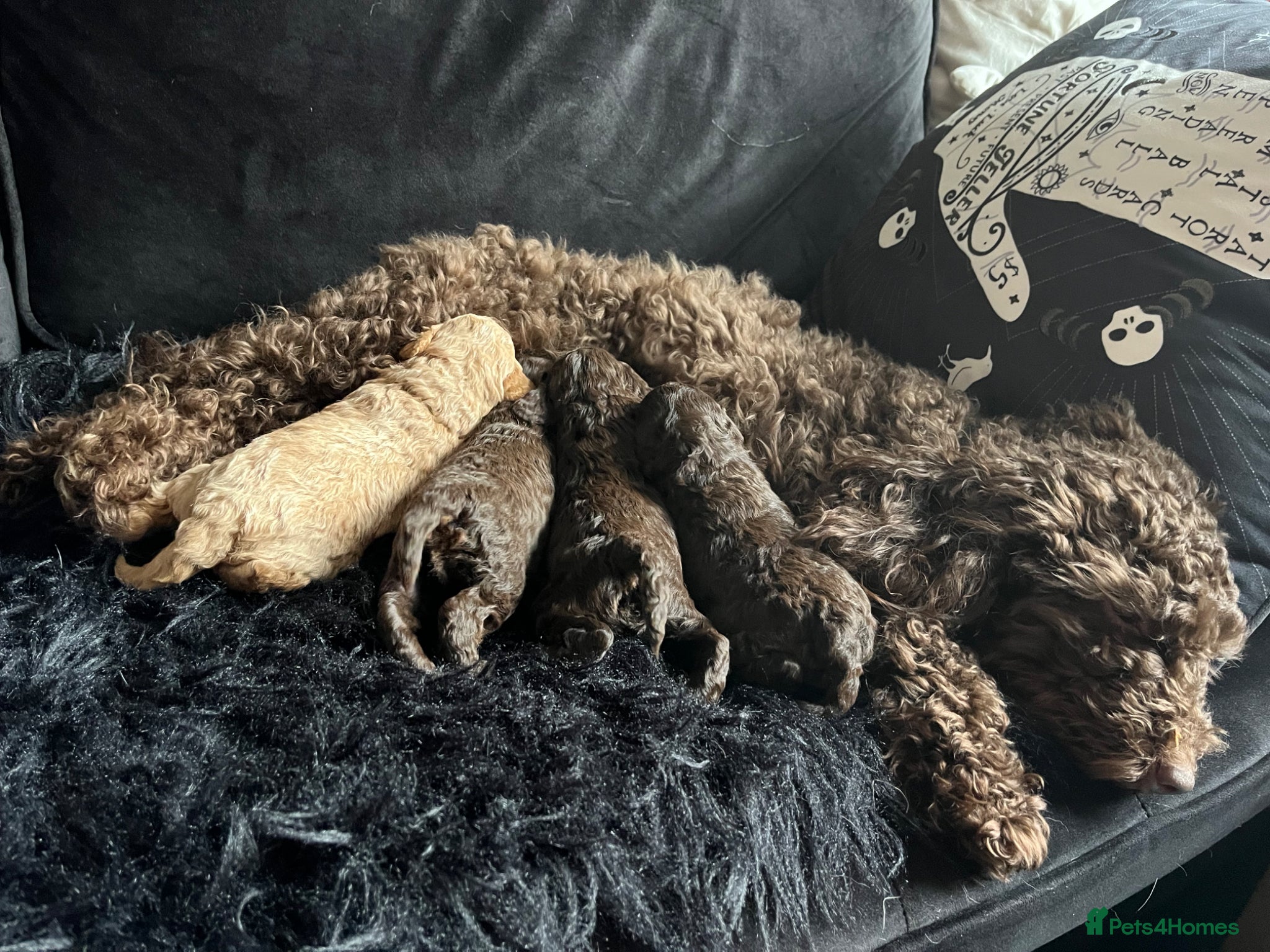 Toy Poodle dogs 🐾 Adorable Full Pedigree Toy Poodle Puppies - Advert 1