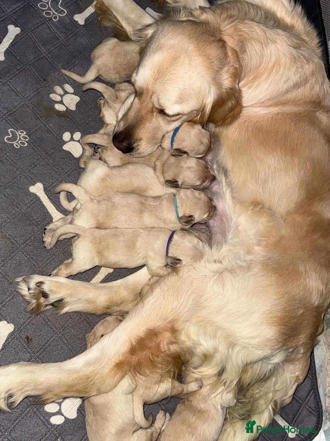 Goldador dogs for sale: 8 beautiful golden retriever x red lab puppies  - Advert 10