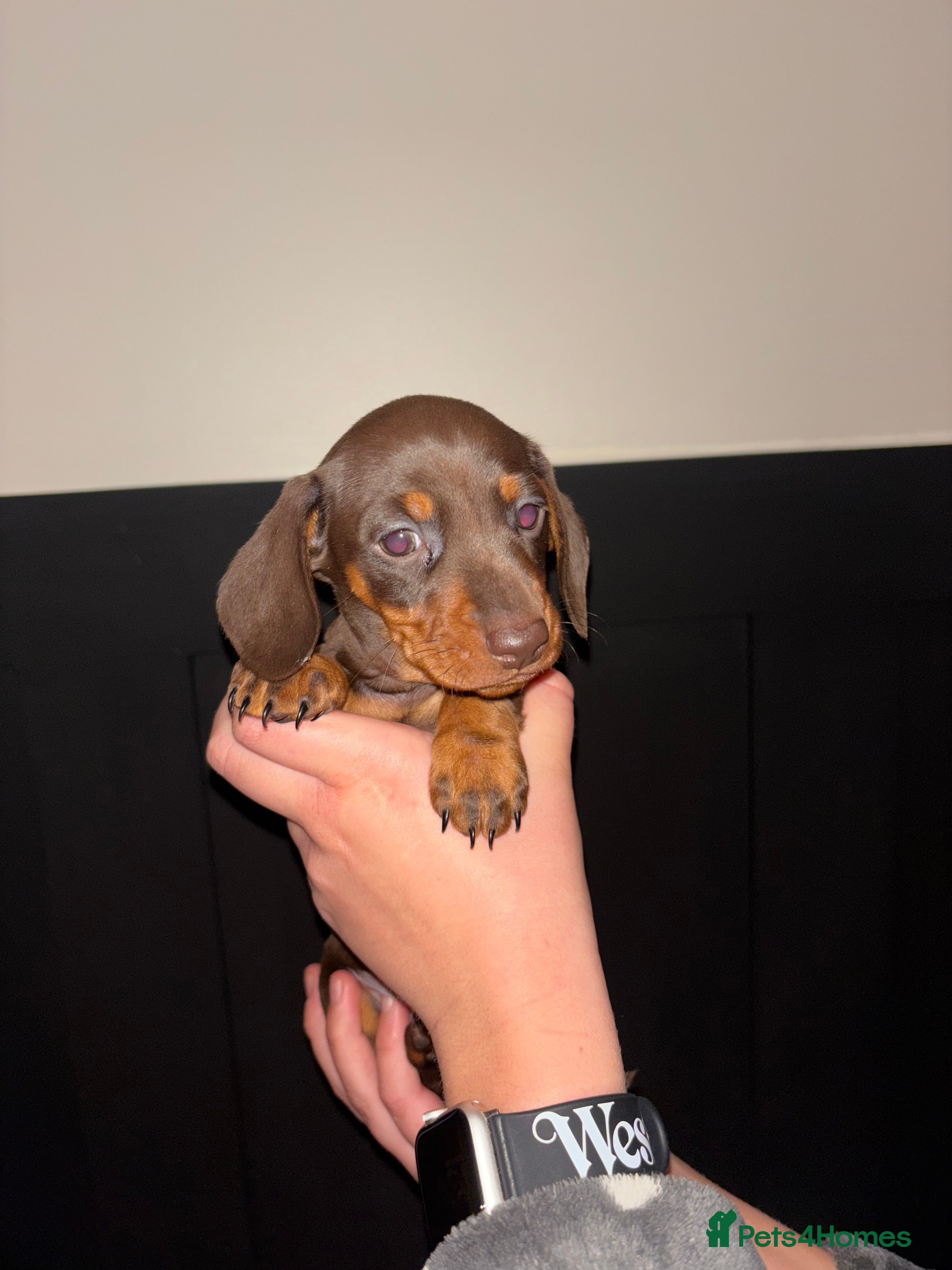 Miniature Dachshund dogs Miniature dachshund ready in feb  - Advert 19
