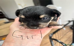 Mixed Breed dogs for sale: Miniature Schnauzer X Yorkshire Terrier - Image 10