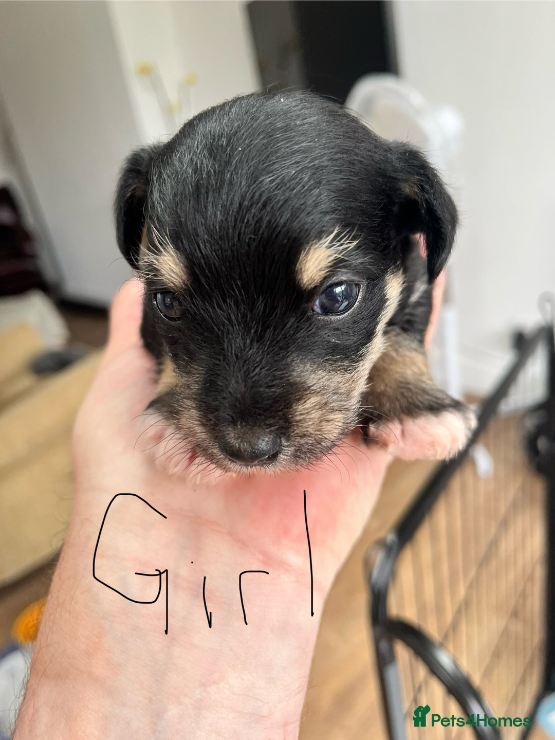 Mixed Breed dogs for sale: Miniature Schnauzer X Yorkshire Terrier - Image 10