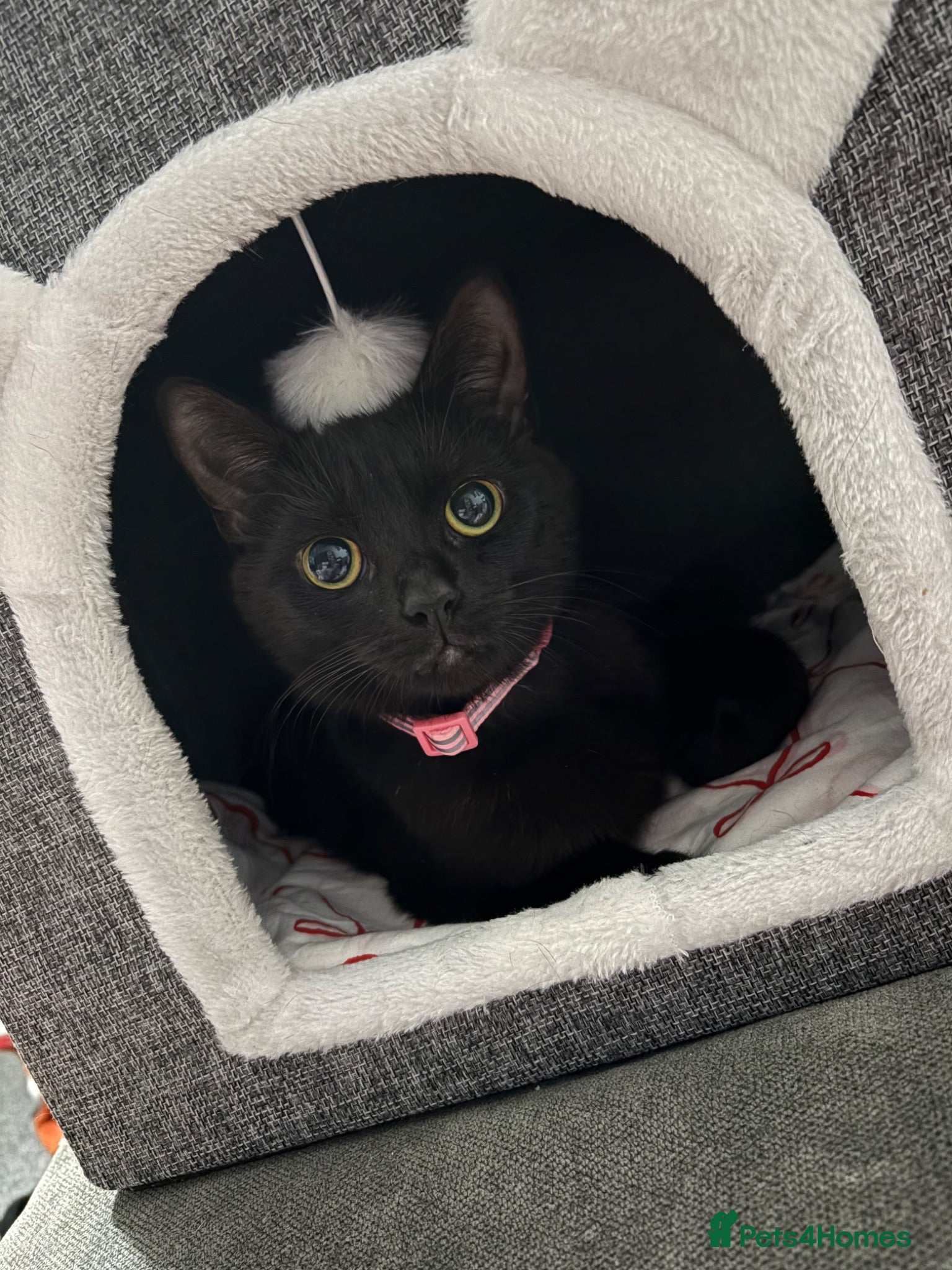 Mixed Breed cats Stunning kittens mixed colours  - Advert 2