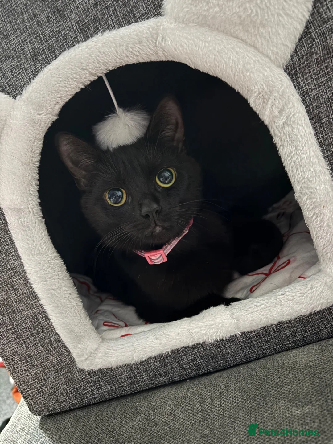 Mixed Breed cats for sale: Stunning kittens mixed colours  in Lincoln - Advert 1